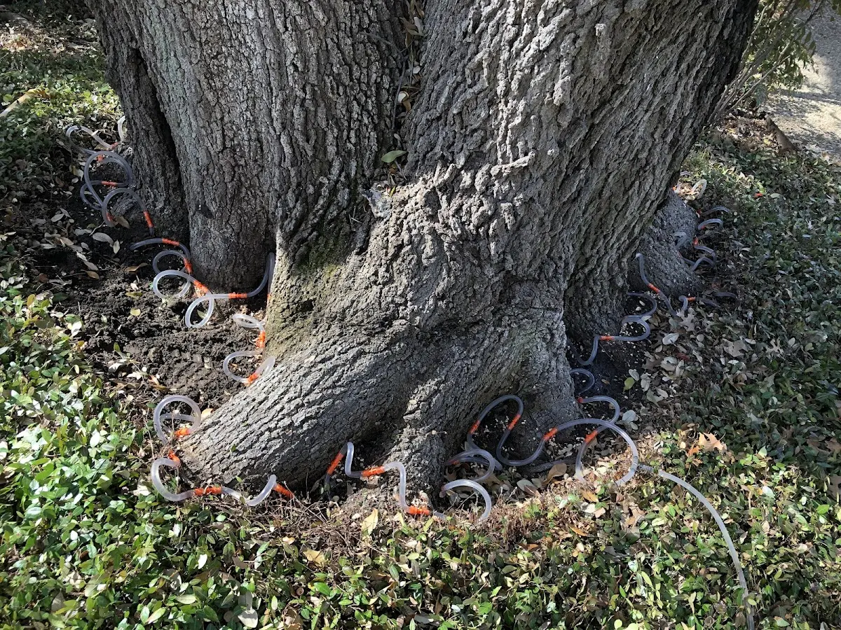 Detailed Tree Cabling and Bracing job site in Pampa