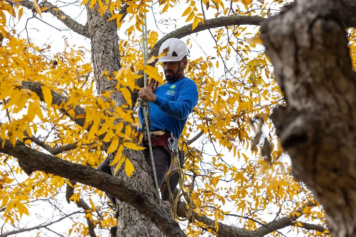 Skilled Tree Transplanting crew working in Pampa